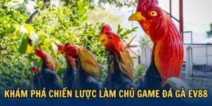 Khám phá chiến lược làm chủ game đá gà EV88