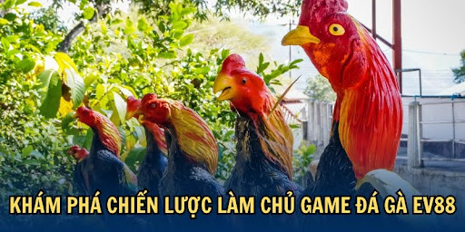 Khám phá chiến lược làm chủ game đá gà EV88