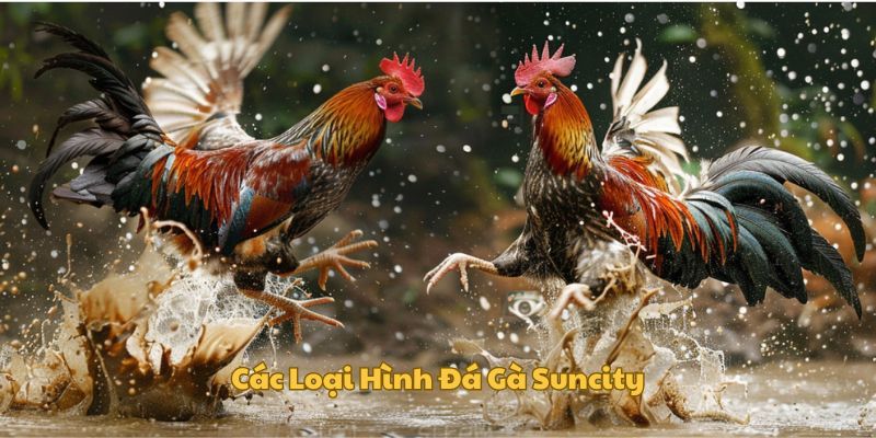 Những lựa chọn đá gà tại nhà cái Suncity