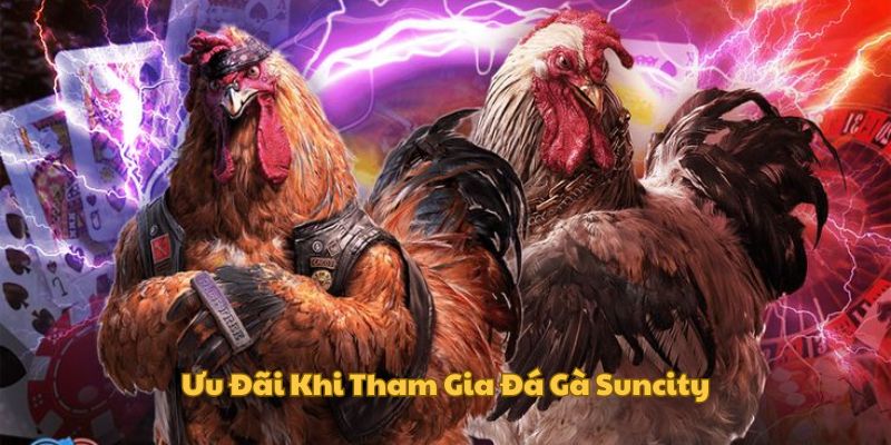 Ưu đãi hấp dẫn khi cá cược đá gà Suncity