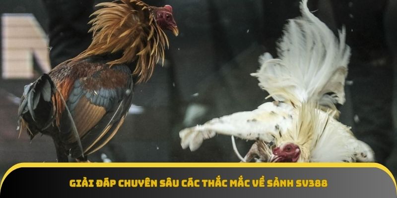 Giải đáp mọi thắc mắc về Sảnh Sv388