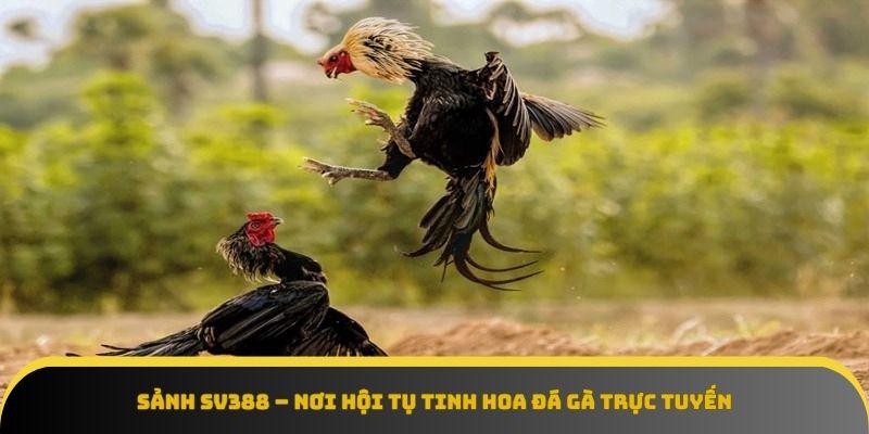 Sảnh Sv388 hội tụ tinh hoa đá gà trực tuyến